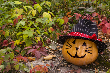 Funny Halloween pumpkin cat in hat on the grass in the gardenの写真素材
