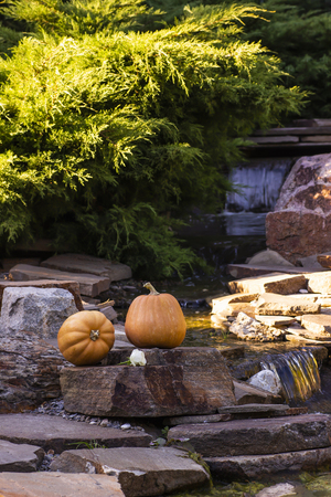 Ripe orange Halloween Pumpkins on the stonesの写真素材