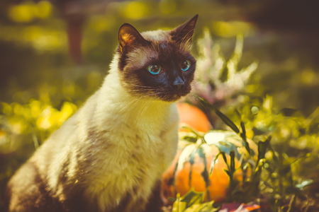 Cute cat sitting with Halloween pumpkins in the grassの写真素材