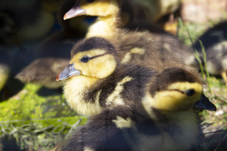 Group  small ducklings eating on  groun in the farmの写真素材