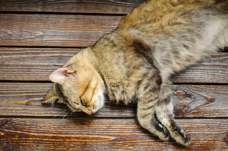 the cat sleeps on a wooden tableの写真素材