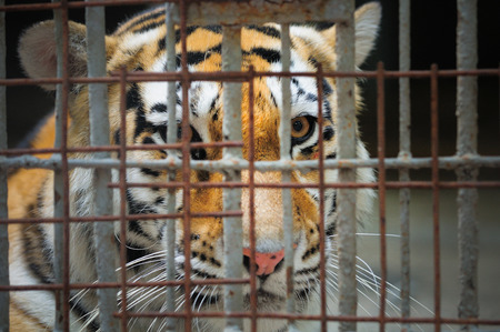 tiger behind bars, the concept of animals in captivity, animal welfareの写真素材