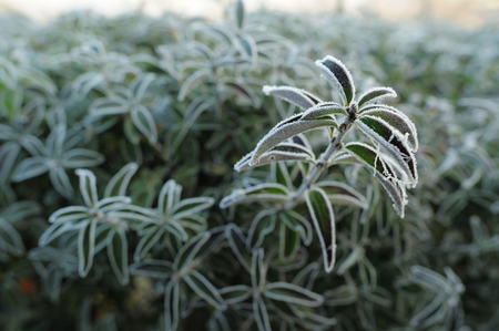 first frost on green leaves, frostの写真素材