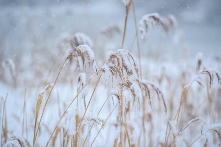 the dry grass under the snow, snow winter