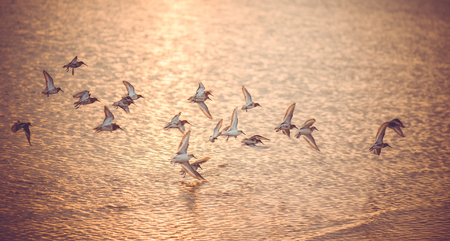 seagulls at sunset, travelの写真素材