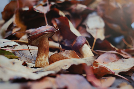 collected forest mushrooms in autumn, warm autumn photo.の写真素材