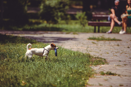 dog on a walk playing with a toy in the park.の写真素材