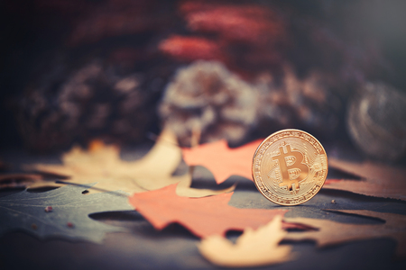 Bitcoin. Gold coins in autumn colored leaves. The concept of growth and economy bitcoins.の写真素材