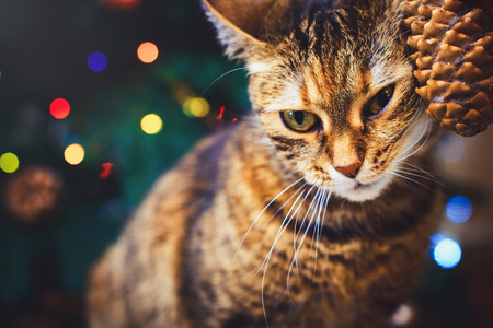 funny cat at home home played with cone Beautiful Christmas background with new year daccor,...