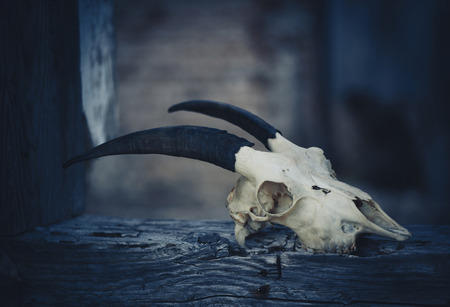 Goat skull on a nightの写真素材