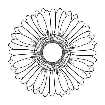 Gerbera flower. Hand drawn illustration vector. Vector realistic black and white hand-drawn image sketch of Gerber Daisy flower.のイラスト素材