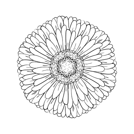 Beautiful monochrome gerbera isolated on white background. for greeting cards, wedding invitations, birthday, Valentine's Day, mother's day, seasonal holidays. Gerber Daisy line sketch illustrationのイラスト素材