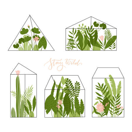 Set of geometric glass terrariums with tropical plants, succulents and cactuses. Modern home decor collection with exotic flowers, leaves. Urban jungle collection. Flat hand drawn flat illustrationのイラスト素材