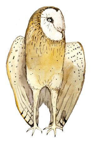 Hand drawn owl on whiteの写真素材