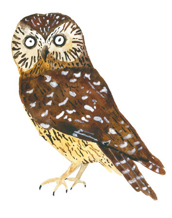 Hand drawn owl on white 6の写真素材
