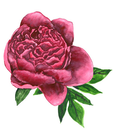 Bright pink peony isolated on white backgroundの写真素材