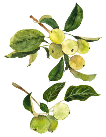 Green apple branches on white backgroundの写真素材