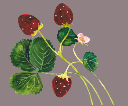 Strawberry branch isolated on grey backgroundの写真素材