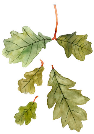 Watercolor oak leaves on white backgroundの写真素材