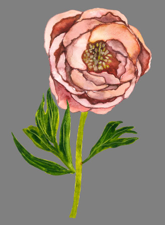 Charming hand drawn pink peonyの写真素材