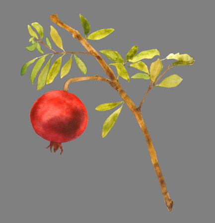 Hand drawn branch with a fruitの写真素材