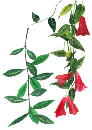 Hand drawn climbing flower stemsの写真素材