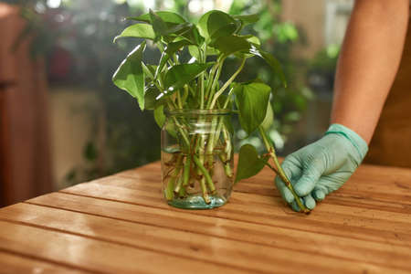Hand of gardener holding rooted outgrowth