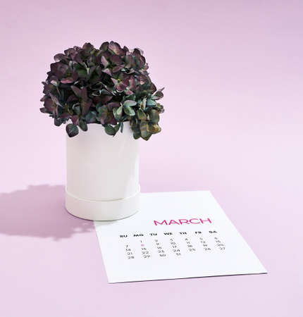 Happy Womens day. Beautiful green potted flowers standing on the calendar for March over purple backgroundの写真素材
