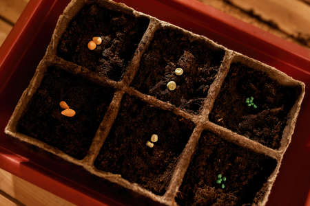 Organic vegetables sprouting in the ground