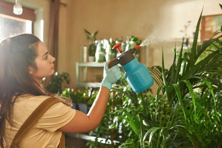 Girl watering green plants in the home gardenの写真素材