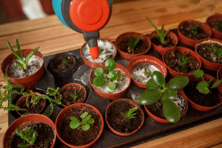Close up of gardener spraying liquid fertilizer for the feeding on the plant in small potの写真素材