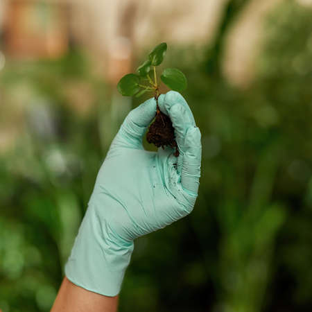 Close up of hand in protective glove holding green seedling while transplanting plantsの写真素材