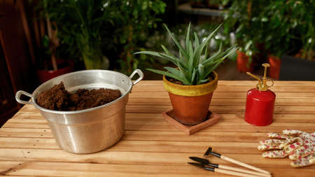 Closeup of aloe vera plant in small pot, soil in a metal bucket and tools for gardening, transplanting on the tableの写真素材