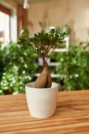 Close up of bonsai looking adenium or desert rose plant in white pot on the table. Cozy garden in apartment in the backgroundの写真素材