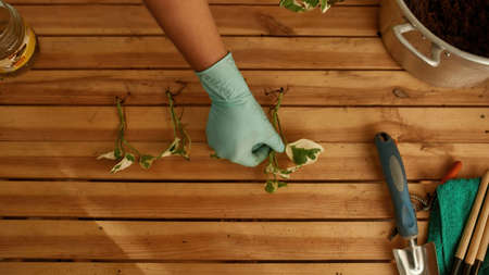 Seedlings from new plants are on the table