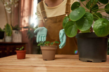 Cropped shot of female gardener wearing protective gloves standing near the table, taking care of houseplants in pot at homeの写真素材