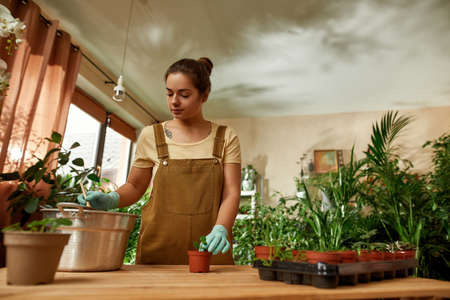 Caring female gardener in protective gloves using small shovel for pouring dirt or soil while transplanting plant into new potの写真素材
