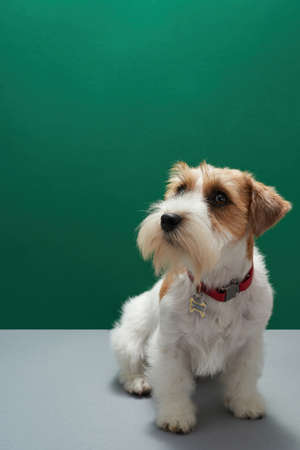 Jack Russell Terrier dog sitting and looking awayの写真素材