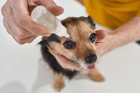 Woman dripping eye drops in eye of Chihuahua dogの写真素材