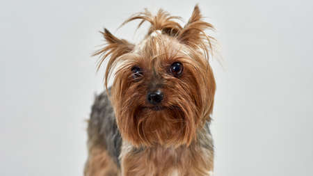 Close up face of Yorkshire Terrier look at cameraの写真素材