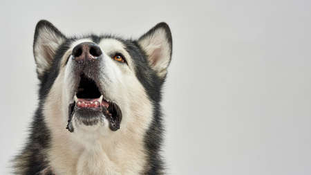 Close up of beautiful Siberian Husky dog look upの写真素材