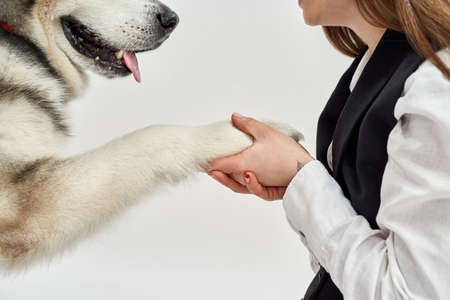 Woman hold paw of Siberian Husky dog in handsの写真素材