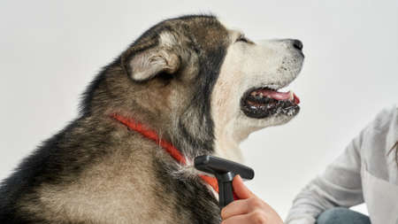 Partial image of woman combing hair of dogの写真素材