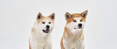 Partial image of Shiba Inu dogs with open mouth