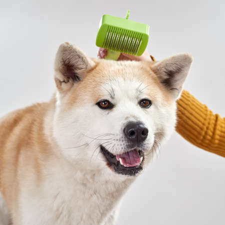 Woman comb hair of Shiba Inu dog with comb brushの写真素材