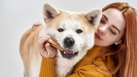 Woman holding bone in mouth of Shiba Inu dogの写真素材