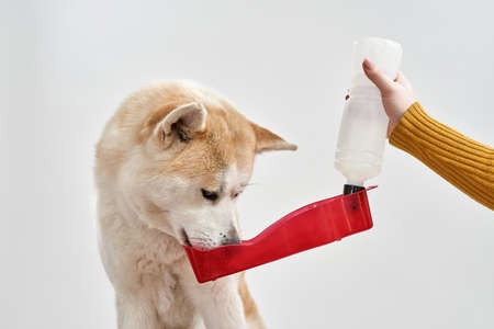 Dog drinking water from portable dog drinker