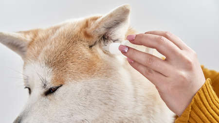 Girl dripping ear drops in ear of Shiba Inu dogの写真素材