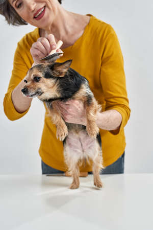 Obscure face of woman comb hair of Chihuahua dogの写真素材