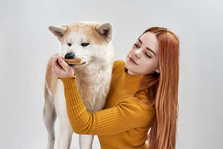 Shiba Inu dog sniffing bone in hand of womanの写真素材